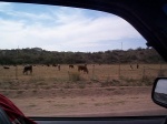 Moo "Friends"