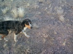 A friendly Astronomy Dog.