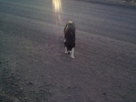 Goodbye Astronomy Dog!