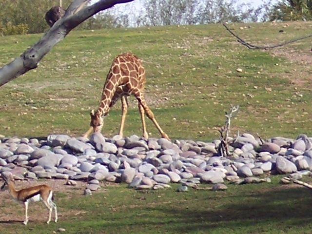 A Giraffe.  Duh.