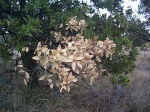Weird patch of dead leaves.  You can find these all over.  Weird.