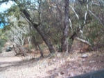 Some trees.