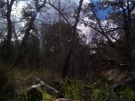 Some trees.