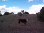 A cow!!!!!!!!