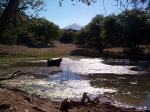 A cow, in a cess pool.