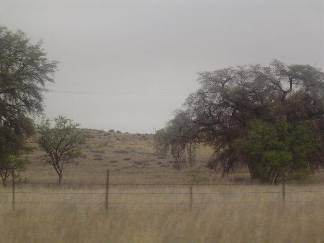 Gardner Canyon Trees.