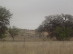 Gardner Canyon Trees.
