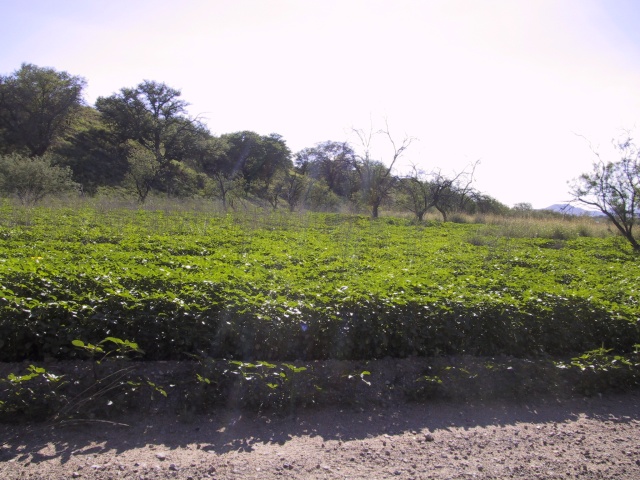 Much greener this time!