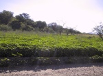 Much greener this time!