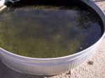 The cess pool, still filthy.