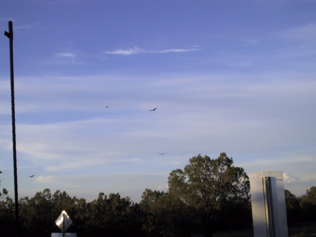 A dozen vultures riding warm air currents.