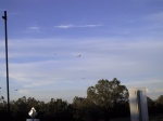 A dozen vultures riding warm air currents.