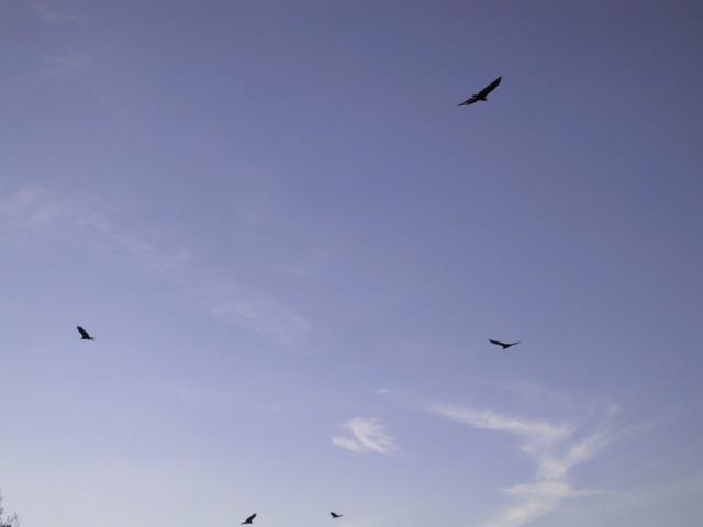The afore-mentioned vultures.