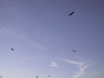 The afore-mentioned vultures.