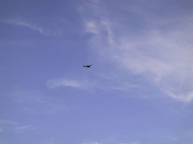 Scree.