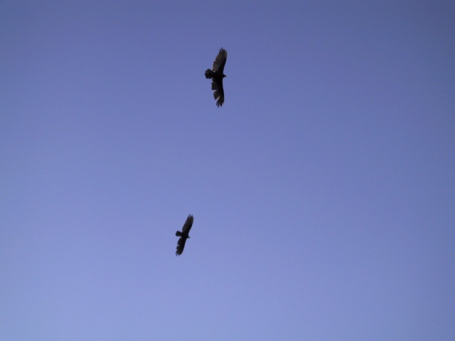 They think we're carrion.
