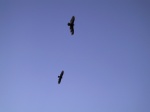 They think we're carrion.