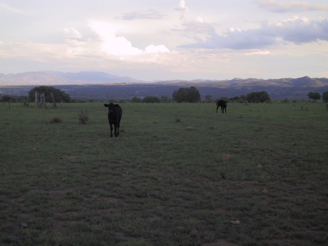 A cow looking uneasily.