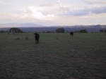 A cow looking uneasily.