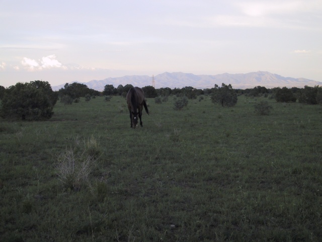 More moocows.