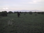 More moocows.