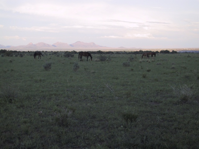 The herd.