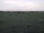 The herd.