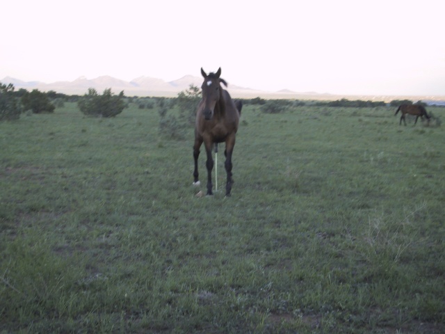Our friend the horse...