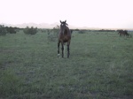 Our friend the horse...
