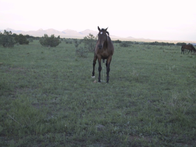 ...out friend the PEEING horse.