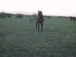 ...out friend the PEEING horse.