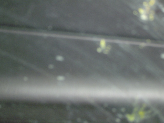 Some sort of bug or generic filth on my window.