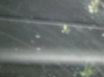 Some sort of bug or generic filth on my window.