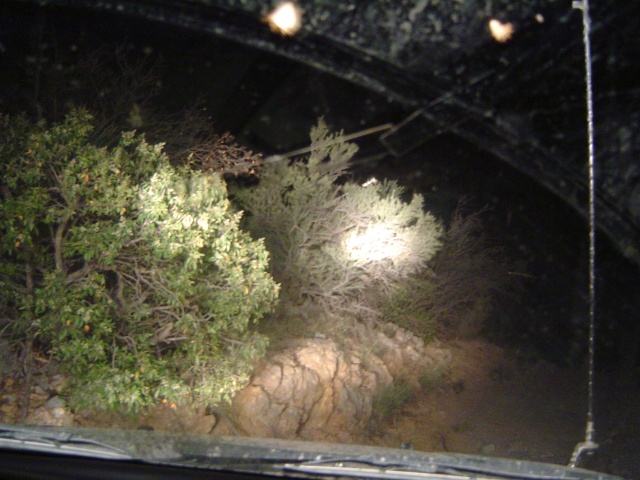 Look at all the freakin' bugs these things attract.