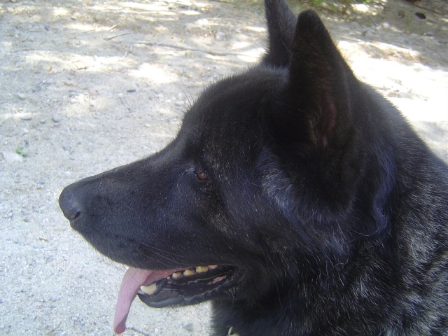 Cool dog.