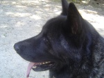 Cool dog.