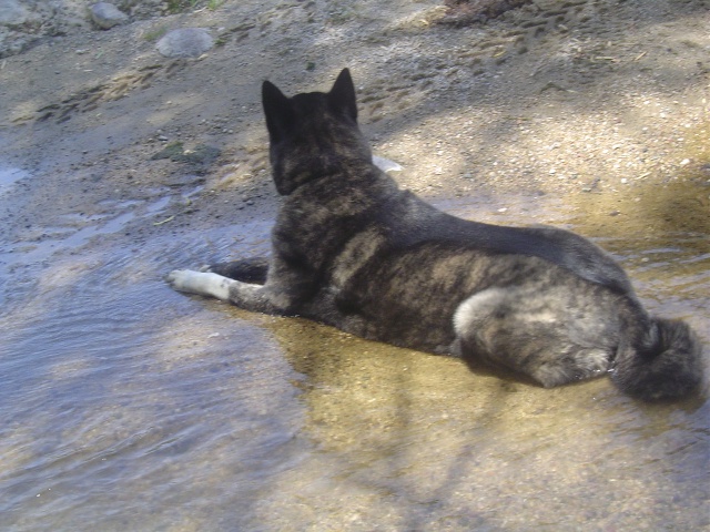 The Doggone Dog.