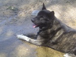 Woof.  Time to cool off.
