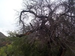 This is the tree that attacked my light a few months ago.