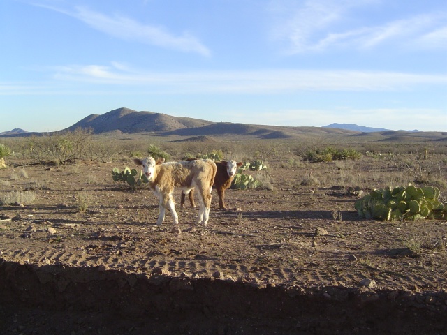 A view of the moo.