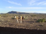 A view of the moo.
