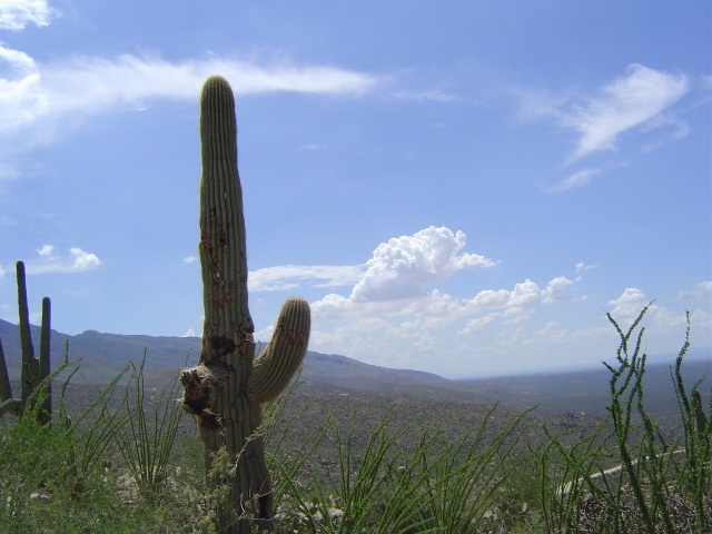 Arizona's Official Cactus!