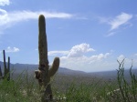 Arizona's Official Cactus!