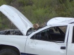 Insurance fraud, or just plain bad driving?
