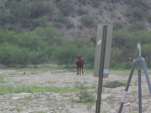 A cow, looking nervously towards us. Look closely for  surprise...