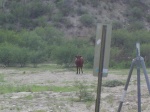A cow, looking nervously towards us. Look closely for  surprise...