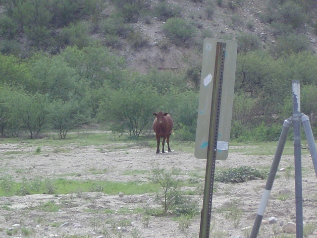Didn't see it?  (S)he's peeing.