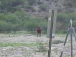 Didn't see it?  (S)he's peeing.