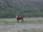 The same cow.