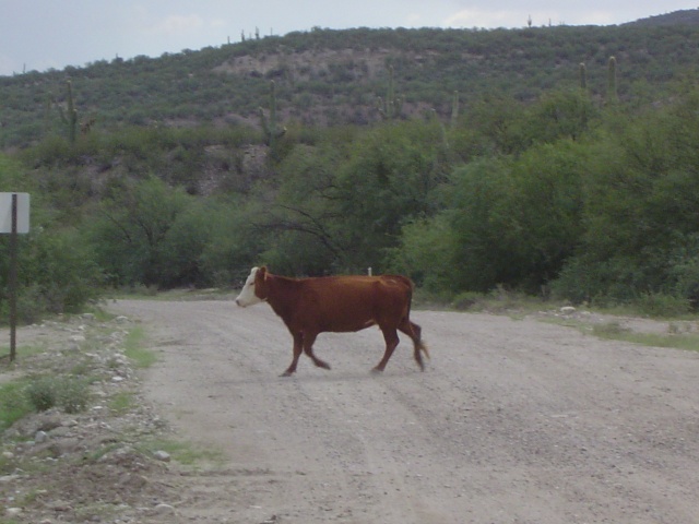 Cow walking towards Jack, in threatening and evil fashion.